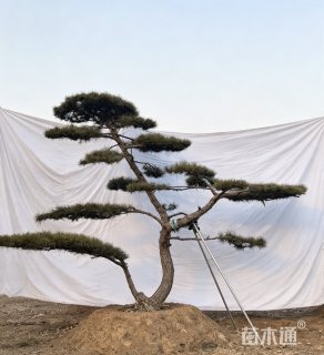 47公分造型松