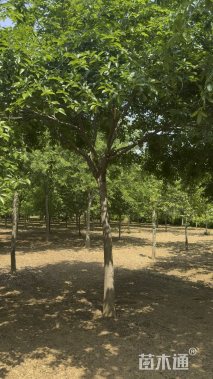 13公分朴树