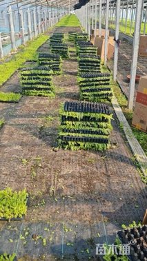 高度10厘米佛甲草