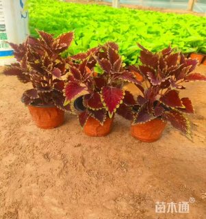 高度25厘米彩叶草