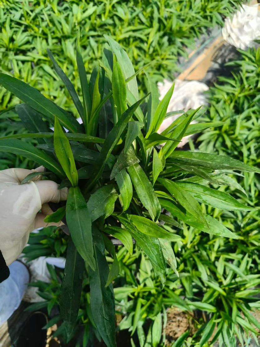 高度25厘米翠菊