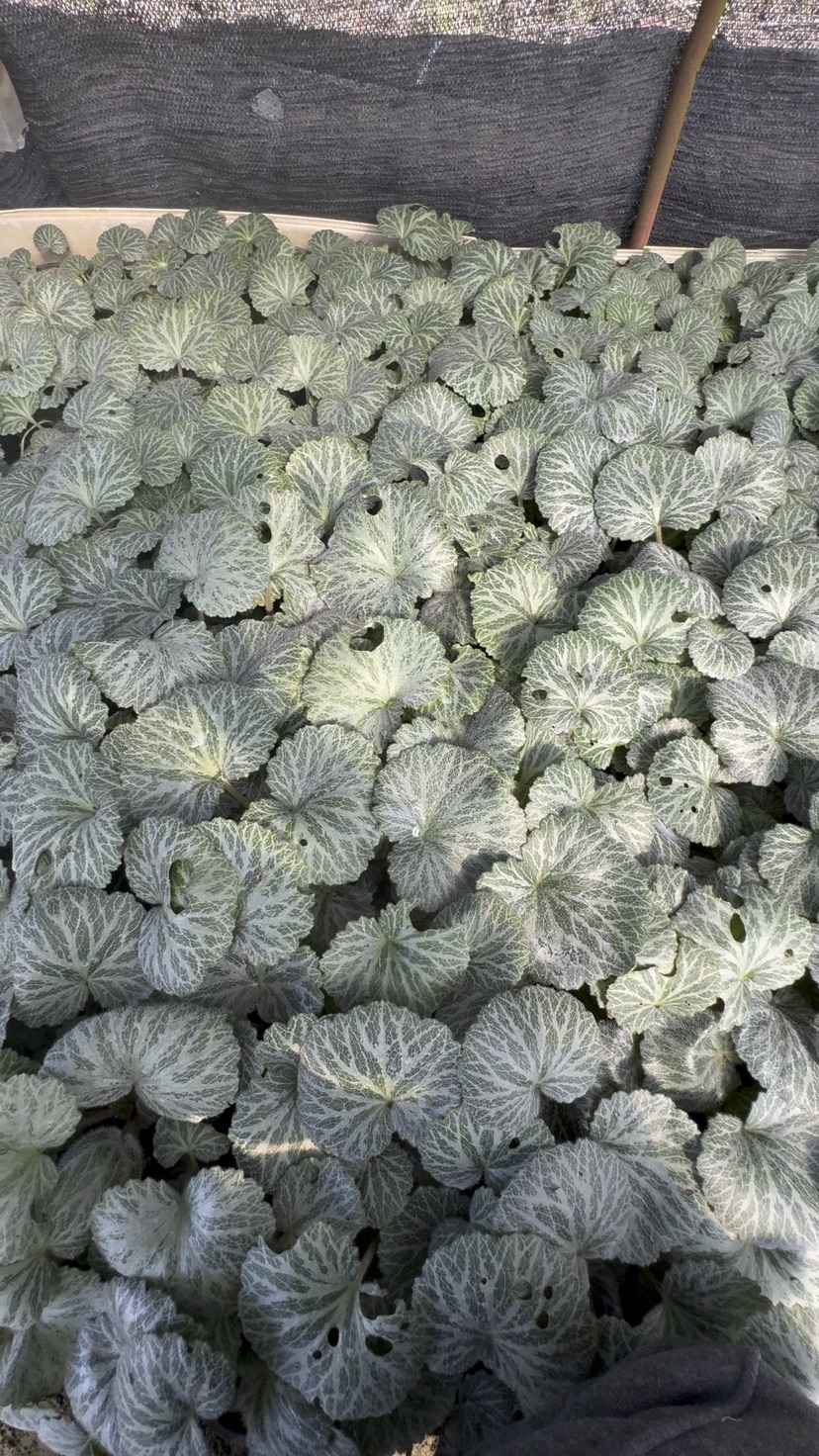 高度10厘米虎耳草