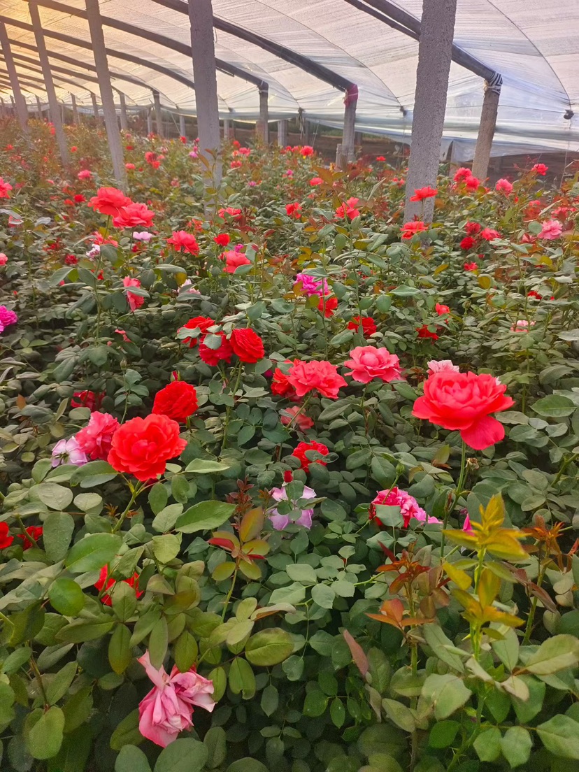 高度40厘米红帽月季