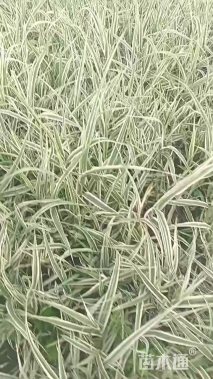高度25厘米花叶芦竹