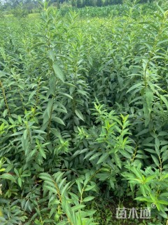 高度40厘米连翘