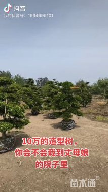 6公分造型黄杨