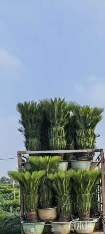裸干高50厘米铁树