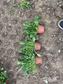 高度22厘米大滨菊