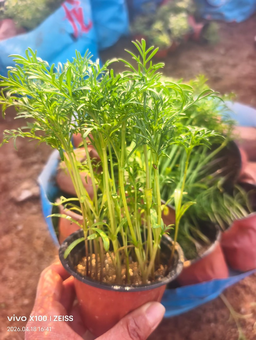 高度18厘米波斯菊