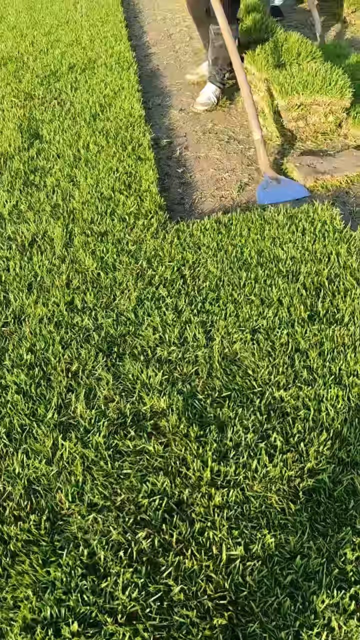 草块状中华结缕草