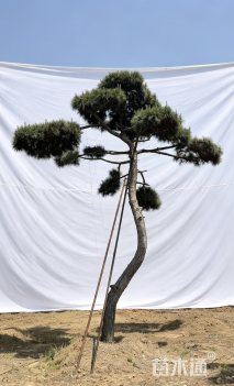 39公分造型松