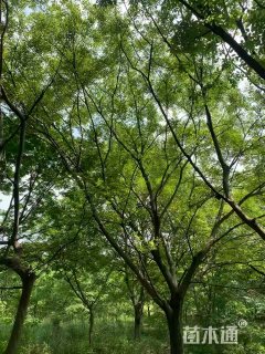 10公分朴树