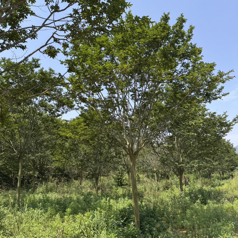 11公分紫薇