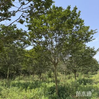 11公分紫薇