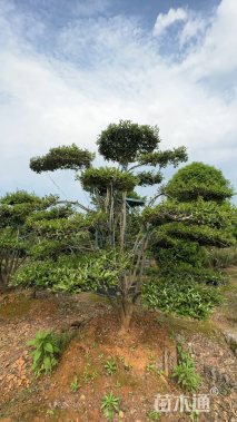 15公分造型茶梅