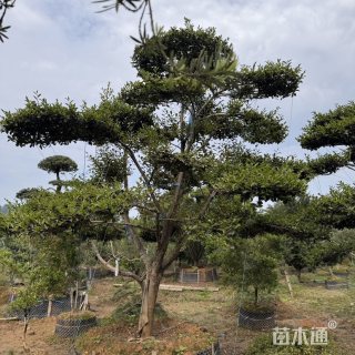 14公分造型茶梅