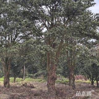 25公分罗汉松
