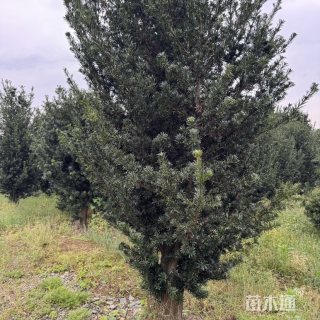 22公分罗汉松