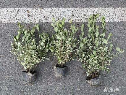 高度35厘米卫矛