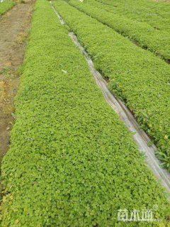 高度8厘米红花酢浆草