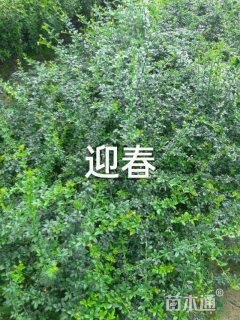高度40厘米迎春花
