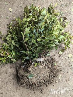 高度40厘米茶梅小苗