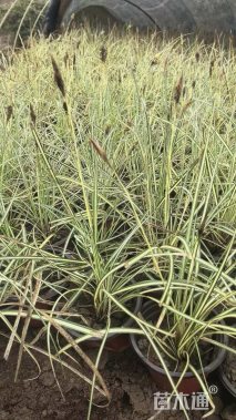 高度15厘米金叶苔草
