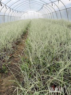 高度20厘米晨光芒