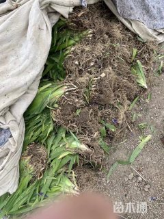 高度30厘米蓝花鸢尾