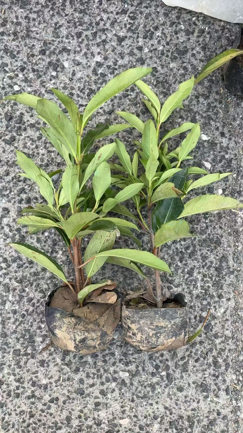高度30厘米法国冬青