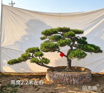 35公分造型松