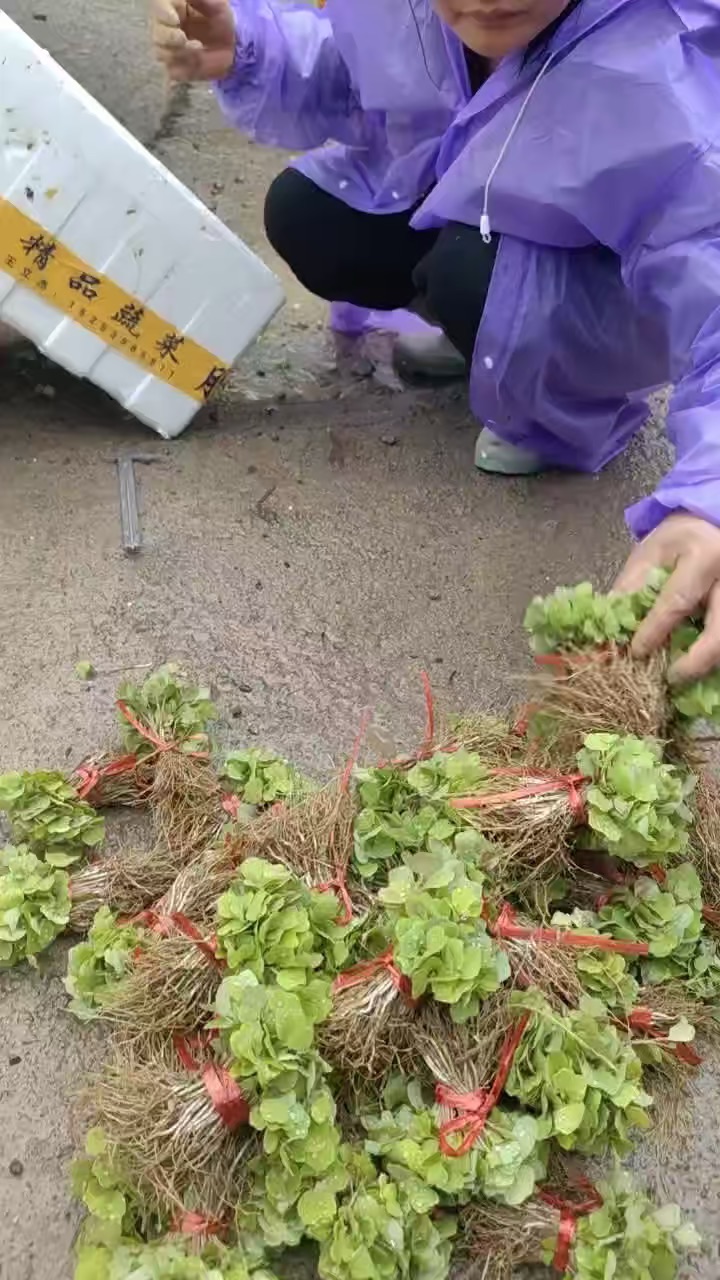 0.2公分鹅掌楸