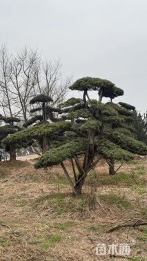 移栽苗造型罗汉松