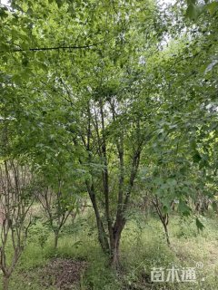 高度650厘米丛生三角枫