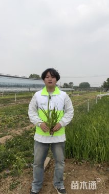 高度40厘米黄菖蒲