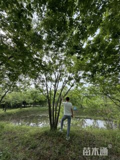 30公分(4杆)丛生榉树