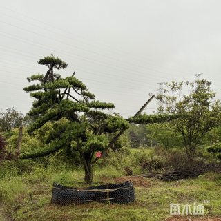 移栽苗造型罗汉松
