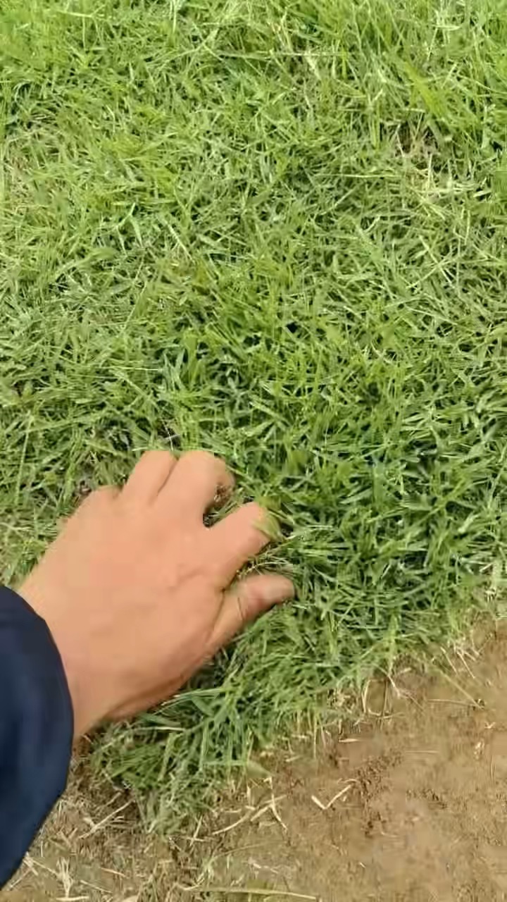 草块状中华结缕草