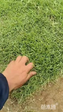 草块状中华结缕草