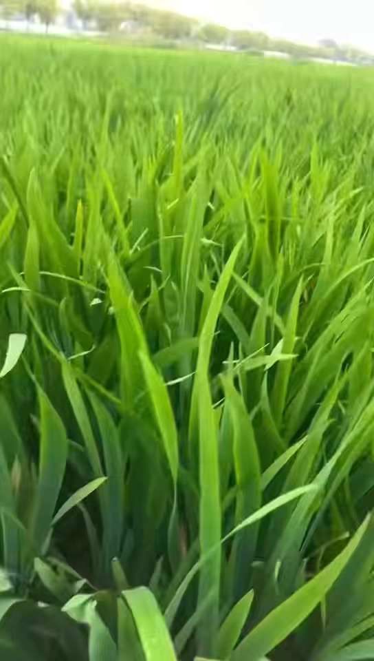 高度60厘米常绿鸢尾