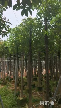 8公分香樟