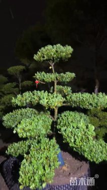 6公分造型黄杨