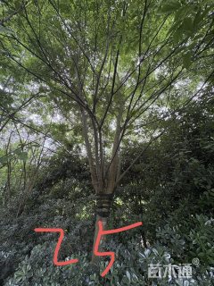 23公分朴树