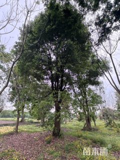 44公分香樟
