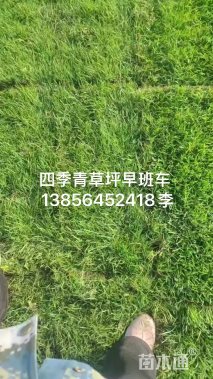 草卷状果岭草