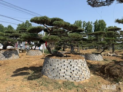 32.4公分造型油松