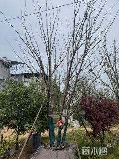 15公分(5杆)丛生榔榆