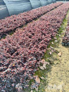 高度30厘米红花继木