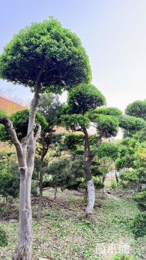 高度350厘米大叶黄杨