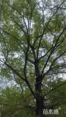 30公分元宝枫